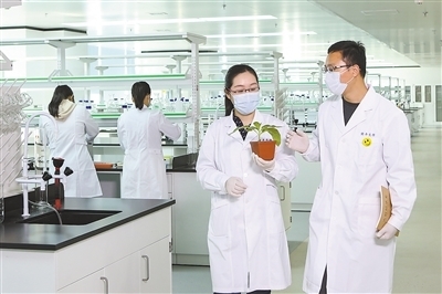 基因剪刀再進化 新型工具引領作物育種邁向精準高效新時代